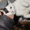 Tabea - sucht Zuhause voller Kuschelzeit
