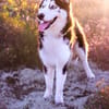 Lumi