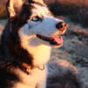Lumi