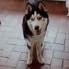 Lumi