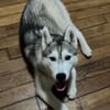 AIKO
