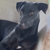 USLA, Femelle junior Berger Créole