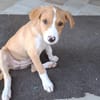 ZÉLIE, chiot femelle Berger Créole