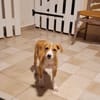 ZÉLIE, chiot femelle Berger Créole