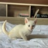 AÏBLUE, chat mâle de type européen