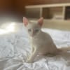 AÏBLUE, chat mâle de type européen