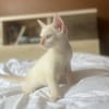 AÏBLUE, chat mâle de type européen