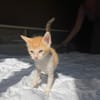JASPE, chaton mâle, type européen
