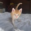 JASPE, chaton mâle, type européen
