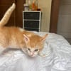 JASPE, chaton mâle, type européen