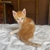 JASPE, chaton mâle, type européen