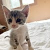 LUNOR Chaton Mâle, type européen