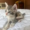 LUNOR Chaton Mâle, type européen