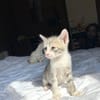 LUNOR Chaton Mâle, type européen