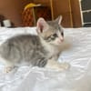 LUNOR Chaton Mâle, type européen