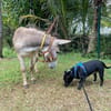 Rasta Rocquet, un loulou adorable