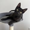MANOLO