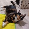 Louna