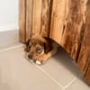ARROW le petit joueur