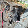 Keela, femelle, croisée berger, née le 01/01/2021