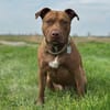 Brooklyn, femelle, Berger X Staffordshire Terrier (Décatégorisée par diagnose), née le 20/04/2022