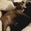 Brooklyn, femelle, Berger X Staffordshire Terrier (Décatégorisée par diagnose), née le 20/04/2022