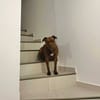 Brooklyn, femelle, Berger X Staffordshire Terrier (Décatégorisée par diagnose), née le 20/04/2022
