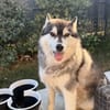 OSCAR SNOW