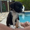 Skadi, croisée berger, née le 28/07/2025 🐶