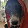 Mitzie