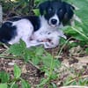 Crumble, mâle croisé berger, né le 26/06/2025 🐶