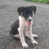 Crumble, mâle croisé berger, né le 26/06/2025 🐶