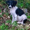 Crumble, mâle croisé berger, né le 26/06/2025 🐶
