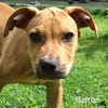 Barton, mâle croisé berger, né le 15/06/2025 🐶
