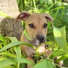 Barton, mâle croisé berger, né le 15/06/2025 🐶