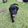 Audi, femelle Berger, née le 15/08/2025 🐶