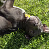 Aqua, femelle croisée berger, née le 01/07/2025 🐶