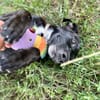 Claudia, femelle berger, née le 21/06/2025 🐶