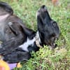Claudia, femelle berger, née le 21/06/2025 🐶