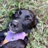Claudia, femelle berger, née le 21/06/2025 🐶