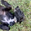 Claudia, femelle berger, née le 21/06/2025 🐶