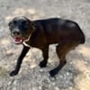 Claudia, femelle berger, née le 21/06/2025 🐶