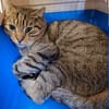 Tigre