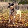 Mayla  fröhliche Entdeckerin sucht