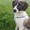 Traumhund sucht Traumzuhause