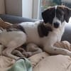 Traumhund sucht Traumzuhause