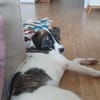 Traumhund sucht Traumzuhause