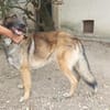 Max, schöner Rüde sucht neues Zuhause