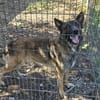 Max, schöner Rüde sucht neues Zuhause