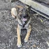 Max, schöner Rüde sucht neues Zuhause